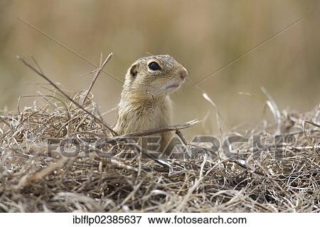 "Thirteen-lined Ground Squirrel (Spermophilus tridecemlineatus), adult, looking over dry vegetation, North Dakota, United States, North America" View Large Photo Image Stock Photo - "Thirteen-lined Ground Squirrel (Spermophilus tridecemlineatus), adult, looking over dry vegetation, North Dakota, United States, North America". Fotosearch