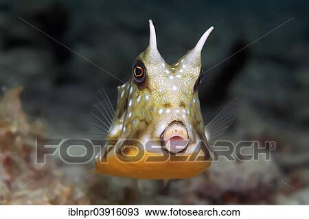 "Thornback Cowfish or Shorthorn Cowfish (Lactoria penthacantha), juvenile fish, Great Barrier Reef, UNESCO World Natural Heritage Site, Pacific Ocean, Queensland, Australia, Oceania" View Large Photo Image Stock Image - "Thornback Cowfish or Shorthorn Cowfish (Lactoria penthacantha), juvenile fish, Great Barrier Reef, UNESCO World Natural Heritage Site, Pacific Ocean, Queensland, Australia, Oceania". Fotosearch