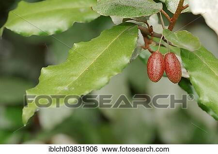 "Thorny Elaeagnus (Elaeagnus pungens), fruits and leaves, native to China and Japan" View Large Photo Image Stock Photograph - "Thorny Elaeagnus (Elaeagnus pungens), fruits and leaves, native to China and Japan". Fotosearch