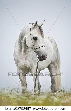 "Thoroughbred Arab, dapple gray gelding with show halter in meadow with flowers" View Large Photo Image Stock Photo - "Thoroughbred Arab, dapple gray gelding with show halter in meadow with flowers". Fotosearch