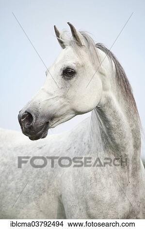 "Thoroughbred Arab gelding, dapple grey, portrait" View Large Photo Image Picture - "Thoroughbred Arab gelding, dapple grey, portrait". Fotosearch