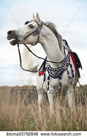 "Thoroughbred Arab gelding, grey, wearing a traditional Egyptian bridle, neighing" View Large Photo Image Stock Photo - "Thoroughbred Arab gelding, grey, wearing a traditional Egyptian bridle, neighing". Fotosearch