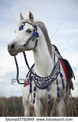 "Thoroughbred Arab gelding, grey, wearing a traditional Egyptian bridle" View Large Photo Image Stock Photo - "Thoroughbred Arab gelding, grey, wearing a traditional Egyptian bridle". Fotosearch