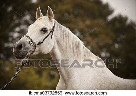 "Thoroughbred Arab gelding, grey, portrait" View Large Photo Image Stock Photo - "Thoroughbred Arab gelding, grey, portrait". Fotosearch