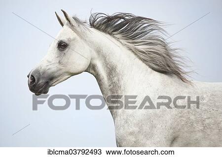 "Thoroughbred Arab gelding, dapple-grey, portrait" View Large Photo Image Stock Image - "Thoroughbred Arab gelding, dapple-grey, portrait". Fotosearch