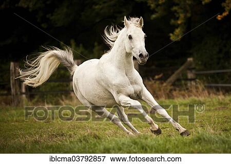 "Thoroughbred Arab, white horse, gelding galloping on meadow" View Large Photo Image Stock Photo - "Thoroughbred Arab, white horse, gelding galloping on meadow". Fotosearch