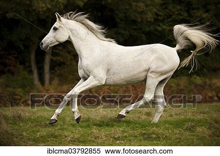 "Thoroughbred Arab, white horse, gelding galloping on meadow" View Large Photo Image Stock Photography - "Thoroughbred Arab, white horse, gelding galloping on meadow". Fotosearch
