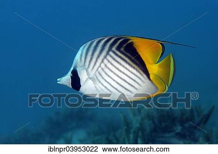 Stock Image - "Threadfin Butterflyfish (Chaetodon auriga), Makadi Bay, Red Sea, Hurghada, Egypt, Africa". Fotosearch