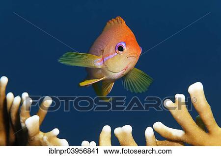 "Threadfin goldie (Nemanthias carberryi) over fire coral, Makadi Bay, Red Sea, Hurghada, Egypt, Africa" View Large Photo Image Stock Image - "Threadfin goldie (Nemanthias carberryi) over fire coral, Makadi Bay, Red Sea, Hurghada, Egypt, Africa". Fotosearch