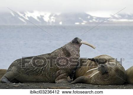 "Threatening behavior between two male Walruses (Odobenus rosmarus), Lagoya, Svalbard Archipelago, Svalbard and Jan Mayen, Norway, Europe" View Large Photo Image Stock Image - "Threatening behavior between two male Walruses (Odobenus rosmarus), Lagoya, Svalbard Archipelago, Svalbard and Jan Mayen, Norway, Europe". Fotosearch