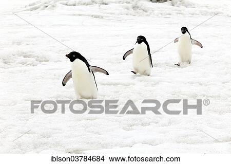 "Three Adelie Penguins (Pygoscelis adeliae), adults walking in the snow, Devil Island, Antarctica" View Large Photo Image Picture - "Three Adelie Penguins (Pygoscelis adeliae), adults walking in the snow, Devil Island, Antarctica". Fotosearch