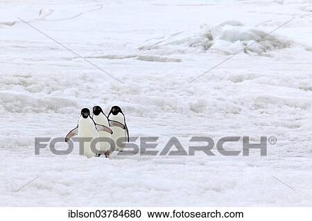 "Three Adelie Penguins (Pygoscelis adeliae), adults walking in the snow, Devil Island, Antarctica" View Large Photo Image Stock Image - "Three Adelie Penguins (Pygoscelis adeliae), adults walking in the snow, Devil Island, Antarctica". Fotosearch