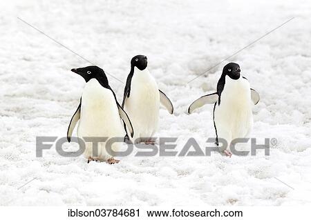 "Three Adelie Penguins (Pygoscelis adeliae), adults standing in the snow, Devil Island, Antarctica" View Large Photo Image Stock Image - "Three Adelie Penguins (Pygoscelis adeliae), adults standing in the snow, Devil Island, Antarctica". Fotosearch