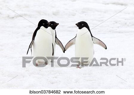 "Three Adelie Penguins (Pygoscelis adeliae), adults standing in the snow, Devil Island, Antarctica" View Large Photo Image Stock Image - "Three Adelie Penguins (Pygoscelis adeliae), adults standing in the snow, Devil Island, Antarctica". Fotosearch