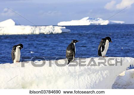 "Three Adelie Penguins (Pygoscelis adeliae), adults, on an ice floe, Antarctica" View Large Photo Image Stock Image - "Three Adelie Penguins (Pygoscelis adeliae), adults, on an ice floe, Antarctica". Fotosearch