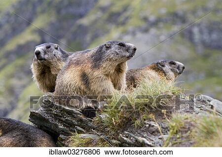 "Three Alpine Marmots (Marmota marmota), Grossglockner, Hohe Tauern National Park, Tyrol, Austria, Europe" View Large Photo Image Stock Photograph - "Three Alpine Marmots (Marmota marmota), Grossglockner, Hohe Tauern National Park, Tyrol, Austria, Europe". Fotosearch