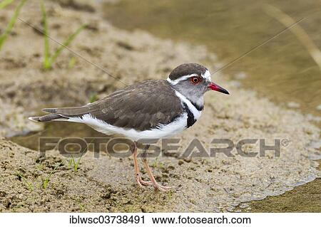 "Three-banded Plover (Charadrius tricollaris), Purros, Kaokoland, Kunene, Namibia, Africa" View Large Photo Image Stock Image - "Three-banded Plover (Charadrius tricollaris), Purros, Kaokoland, Kunene, Namibia, Africa". Fotosearch