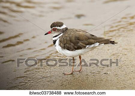 "Three-banded Plover (Charadrius tricollaris), Purros, Kaokoland, Kunene, Namibia, Africa" View Large Photo Image Stock Photo - "Three-banded Plover (Charadrius tricollaris), Purros, Kaokoland, Kunene, Namibia, Africa". Fotosearch