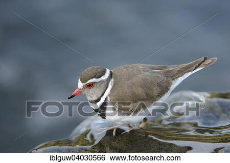 Stock Photograph - "Three-banded plover (Charadrius tricollaris) on a rock in the river, Kruger National Park, South Africa, Africa". Fotosearch