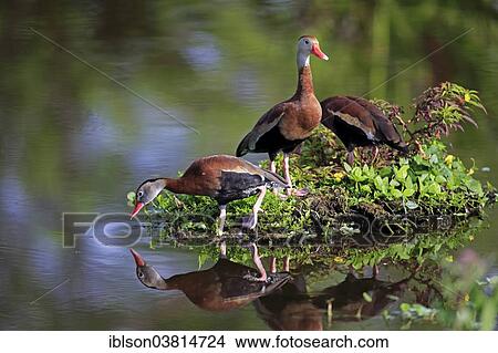 "Three Black-bellied Whistling Ducks (Dendrocygna autumnalis), adult, Wakodahatchee Wetlands, Delray Beach, Florida, United States, North America" View Large Photo Image Picture - "Three Black-bellied Whistling Ducks (Dendrocygna autumnalis), adult, Wakodahatchee Wetlands, Delray Beach, Florida, United States, North America". Fotosearch