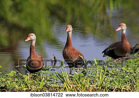 "Three Black-bellied Whistling Ducks (Dendrocygna autumnalis), on the shore, adult, Wakodahatchee Wetlands, Delray Beach, Florida, United States, North America" View Large Photo Image Stock Image - "Three Black-bellied Whistling Ducks (Dendrocygna autumnalis), on the shore, adult, Wakodahatchee Wetlands, Delray Beach, Florida, United States, North America". Fotosearch