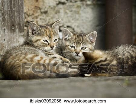 Stock Photograph - "Three brown-tabby kittens lying in front of a barn wall, Satteldorf, Hohelohe, Baden-Wurttemberg, Germany, Europe". Fotosearch