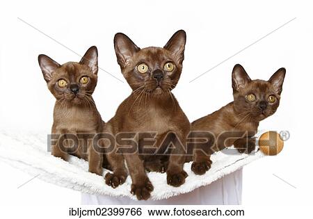 "Three Burmese cats, 10 weeks, on a hammock" View Large Photo Image Stock Photograph - "Three Burmese cats, 10 weeks, on a hammock". Fotosearch