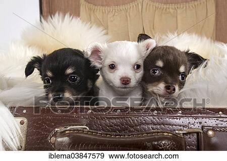 "Three Chihuahua puppies, 8 weeks, in a suitcase" View Large Photo Image Stock Photo - "Three Chihuahua puppies, 8 weeks, in a suitcase". Fotosearch