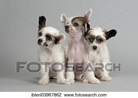 "Three Chinese Crested puppies, 7 weeks, Hairless and Power Puff" View Large Photo Image Stock Image - "Three Chinese Crested puppies, 7 weeks, Hairless and Power Puff". Fotosearch