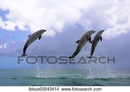 "Three Common Bottlenose Dolphins (Tursiops truncatus), leaping, captive, Roatan, Bay Islands Department, Honduras, North America" View Large Photo Image Picture - "Three Common Bottlenose Dolphins (Tursiops truncatus), leaping, captive, Roatan, Bay Islands Department, Honduras, North America". Fotosearch