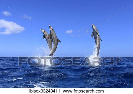 "Three Common Bottlenose Dolphins (Tursiops truncatus), leaping, captive, Roatan, Bay Islands Department, Honduras, North America" View Large Photo Image Stock Image - "Three Common Bottlenose Dolphins (Tursiops truncatus), leaping, captive, Roatan, Bay Islands Department, Honduras, North America". Fotosearch