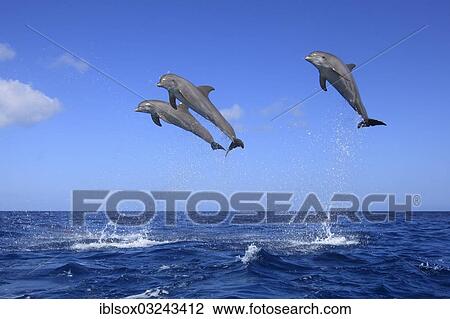 "Three Common Bottlenose Dolphins (Tursiops truncatus), leaping, captive, Roatan, Bay Islands Department, Honduras, North America" View Large Photo Image Stock Image - "Three Common Bottlenose Dolphins (Tursiops truncatus), leaping, captive, Roatan, Bay Islands Department, Honduras, North America". Fotosearch