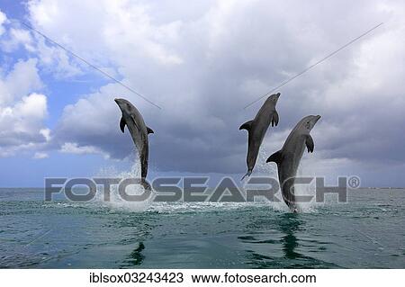 "Three Common Bottlenose Dolphins (Tursiops truncatus), leaping, captive, Roatan, Bay Islands Department, Honduras, North America" View Large Photo Image Stock Image - "Three Common Bottlenose Dolphins (Tursiops truncatus), leaping, captive, Roatan, Bay Islands Department, Honduras, North America". Fotosearch