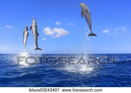 "Three Common Bottlenose Dolphins (Tursiops truncatus), leaping, captive, Roatan, Bay Islands Department, Honduras, North America" View Large Photo Image Stock Photo - "Three Common Bottlenose Dolphins (Tursiops truncatus), leaping, captive, Roatan, Bay Islands Department, Honduras, North America". Fotosearch