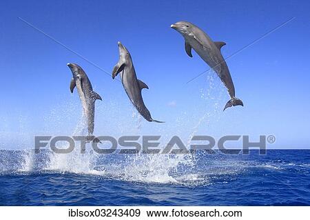 "Three Common Bottlenose Dolphins (Tursiops truncatus), leaping, captive, Roatan, Bay Islands Department, Honduras, North America" View Large Photo Image Stock Photo - "Three Common Bottlenose Dolphins (Tursiops truncatus), leaping, captive, Roatan, Bay Islands Department, Honduras, North America". Fotosearch