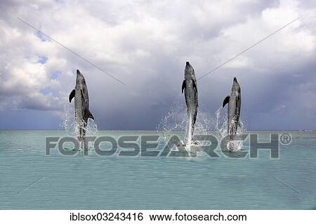 "Three Common Bottlenose Dolphins (Tursiops truncatus), leaping, captive, Roatan, Bay Islands Department, Honduras, North America" View Large Photo Image Stock Photograph - "Three Common Bottlenose Dolphins (Tursiops truncatus), leaping, captive, Roatan, Bay Islands Department, Honduras, North America". Fotosearch