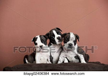 Three Continental Bulldog puppies sitting on a pillow View Large Photo Image Picture - Three Continental Bulldog puppies sitting on a pillow. Fotosearch