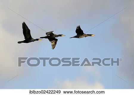 Three Cormorants (Phalacrocorax carbo) in flight, Texel, Wadden Islands, Netherlands, Holland, Europe View Large Photo Image Stock Photo - Three Cormorants (Phalacrocorax carbo) in flight, Texel, Wadden Islands, Netherlands, Holland, Europe. Fotosearch