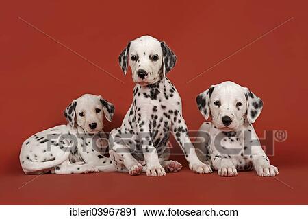 Stock Image - "Three Dalmatian puppies, 6 weeks". Fotosearch