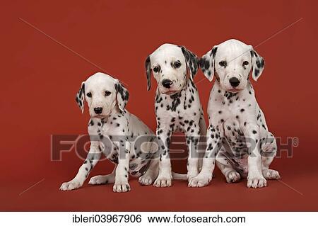"Three Dalmatian puppies, 6 weeks" View Large Photo Image Stock Photograph - "Three Dalmatian puppies, 6 weeks". Fotosearch