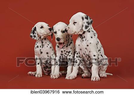 "Three Dalmatian puppies, 6 weeks" View Large Photo Image Stock Photograph - "Three Dalmatian puppies, 6 weeks". Fotosearch