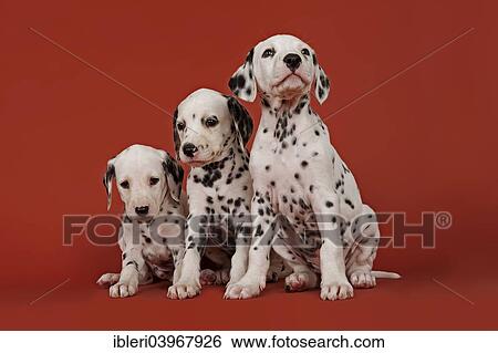 Stock Photograph - "Three Dalmatian puppies, 6 weeks". Fotosearch