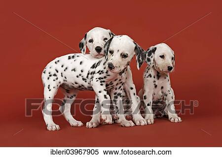 "Three Dalmatian puppies, 6 weeks" View Large Photo Image Stock Photography - "Three Dalmatian puppies, 6 weeks". Fotosearch