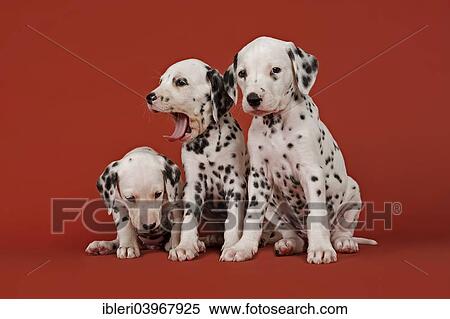 "Three Dalmatian puppies, 6 weeks" View Large Photo Image Stock Photography - "Three Dalmatian puppies, 6 weeks". Fotosearch
