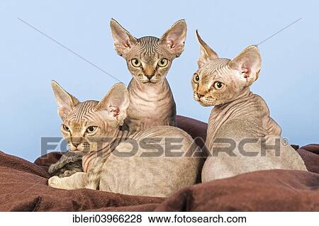 Stock Photo - "Three Devon Rex kitten, 13 weeks". Fotosearch