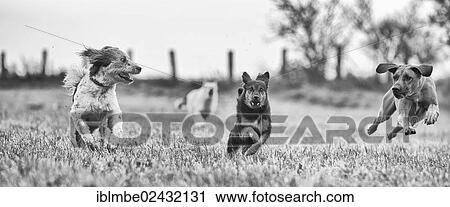 "Three different sized dogs running across a harvested field, Brandenburg, Germany, Europe" View Large Photo Image Stock Image - "Three different sized dogs running across a harvested field, Brandenburg, Germany, Europe". Fotosearch