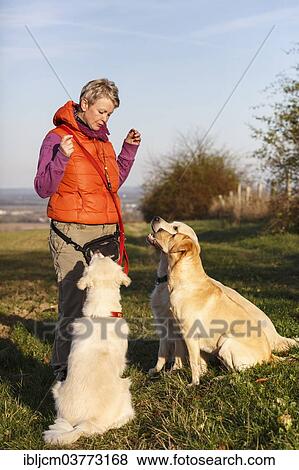 "Three dogs, one Golden Retriever and two Labrador Retrievers sitting in front of a woman, Thuringia, Germany, Europe" View Large Photo Image Stock Photo - "Three dogs, one Golden Retriever and two Labrador Retrievers sitting in front of a woman, Thuringia, Germany, Europe". Fotosearch