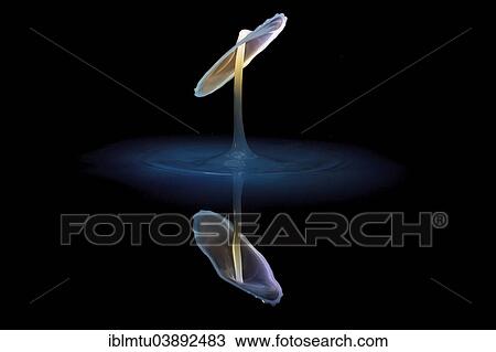 "Three drops collide, the first forms a column, the second produces the shield, followed by the third, digitally controlled with three valves" View Large Photo Image Stock Image - "Three drops collide, the first forms a column, the second produces the shield, followed by the third, digitally controlled with three valves". Fotosearch