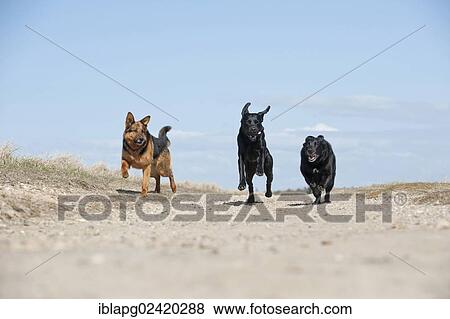 Three galloping dogs View Large Photo Image Stock Photo - Three galloping dogs. Fotosearch