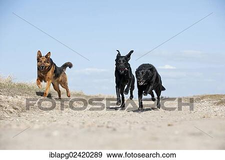 Three galloping dogs View Large Photo Image Stock Photo - Three galloping dogs. Fotosearch